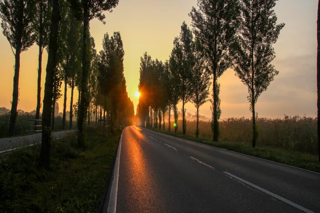 Reichenau-Gemüse eG - Reichenauer Allee im Abendrot