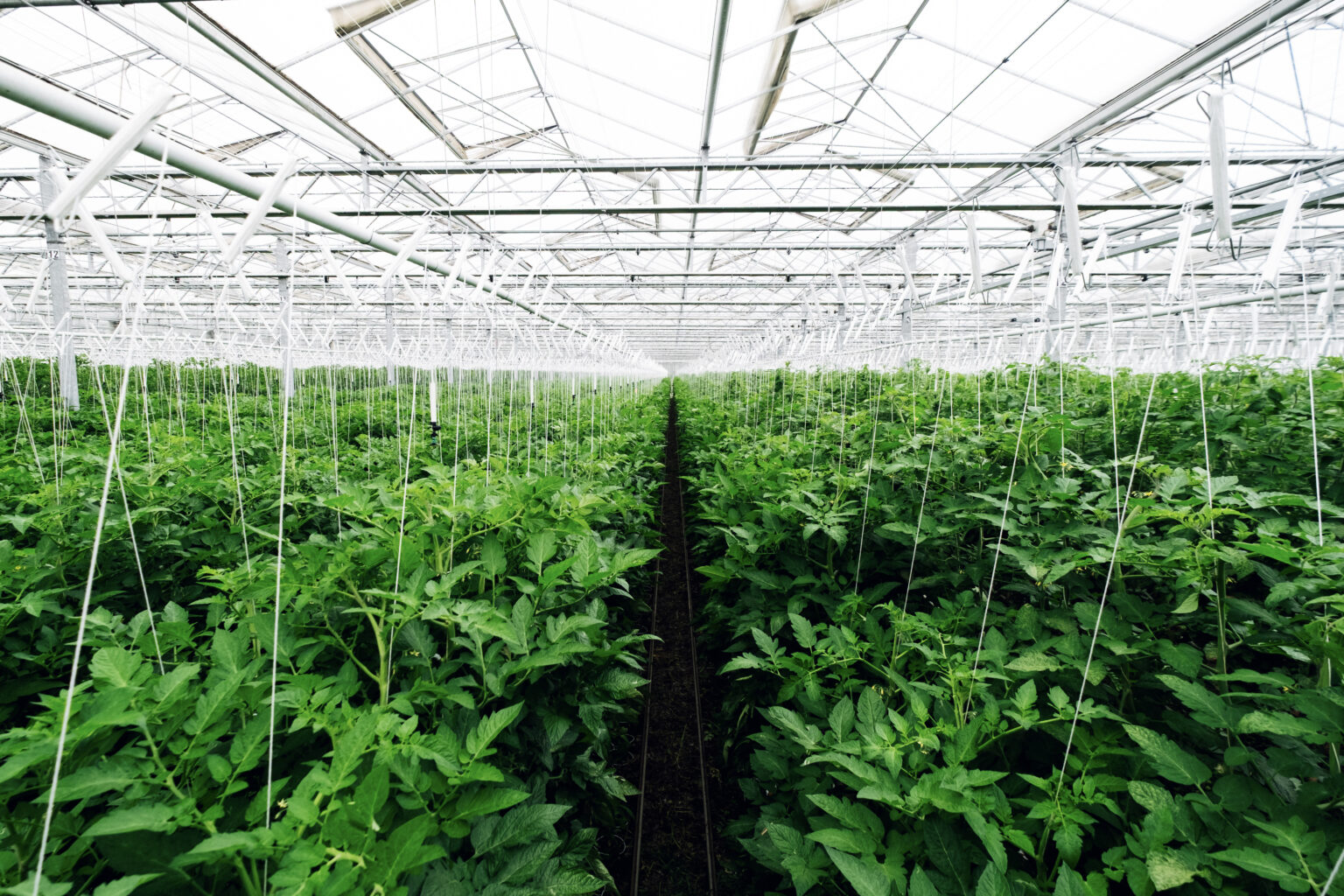 1 2605 reichenau gaertnersiedlung tomaten 001