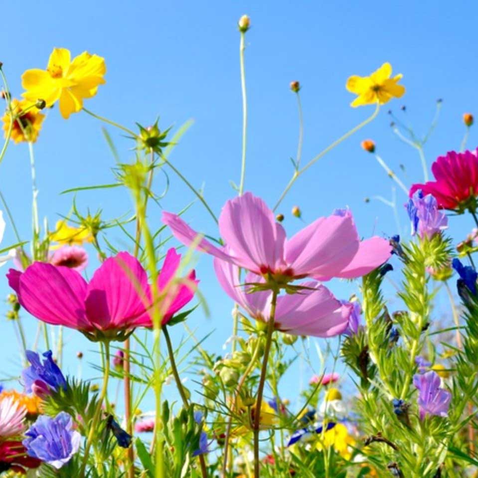 fruehling
