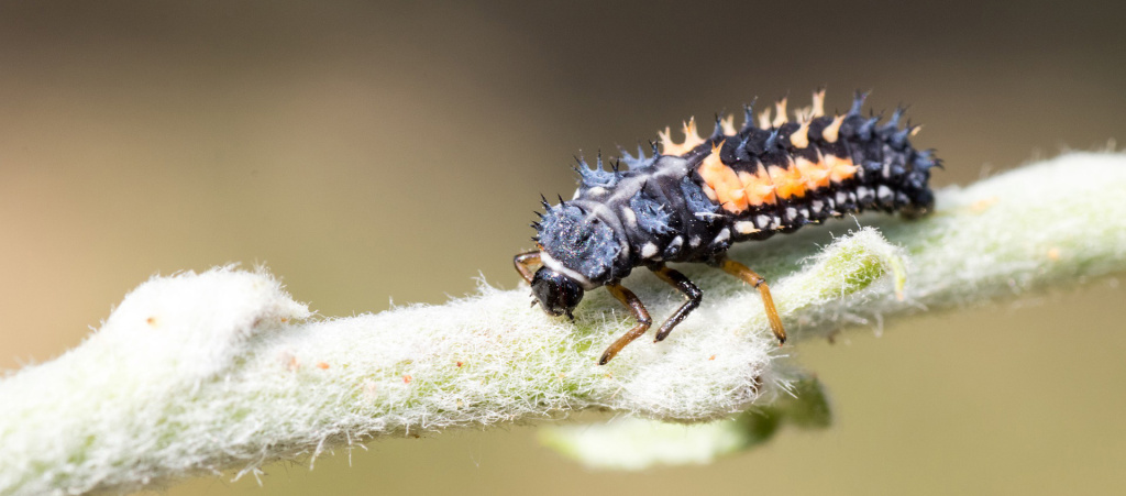 marienkafer larva web